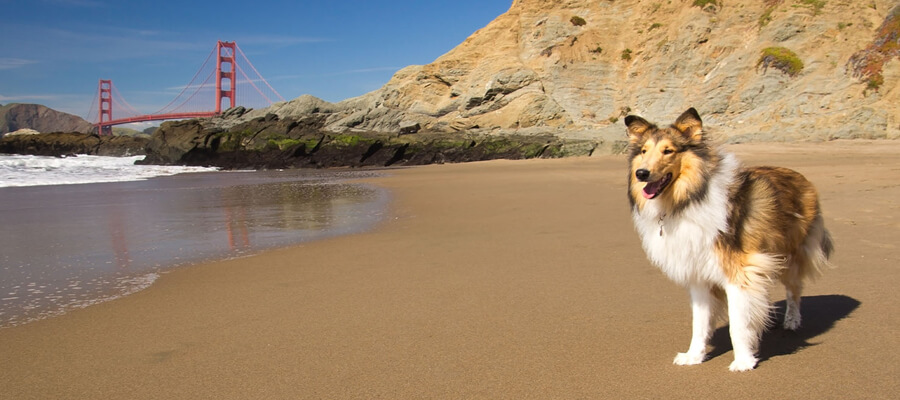 The Best Dog-Friendly Beaches in the U.S.